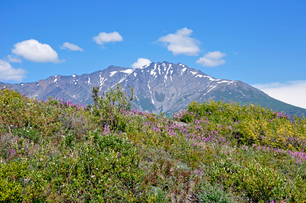 fireweed and mountain